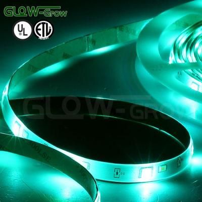 60/M, 5m Reel 5050 24V RGB+White Color Changing LED Strip Light with UL Approval