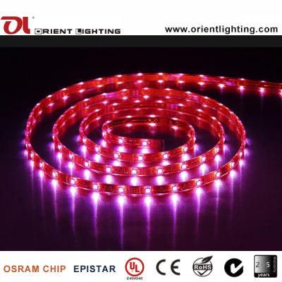 UL Ce SMD5060 High Power 30 LEDs/M Flexible LED Strip Light
