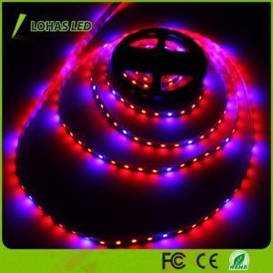 12V 60 LEDs/Meter 5m/Roll LED Strip Light Red and Blue Color LED Grow Light Strip