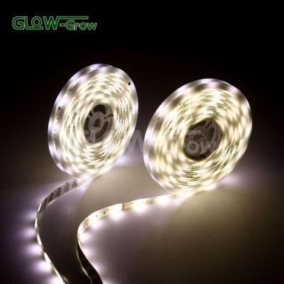Pure White Color 10m RGB CCT Strip Light with 24 Keys Remote Controller
