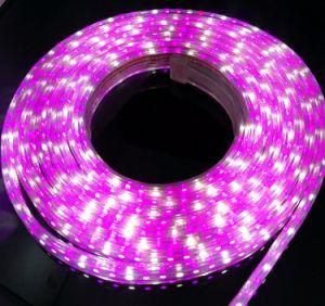 Two Years Warranty 50m/Roll 84LEDs RGBW LED Strip Light