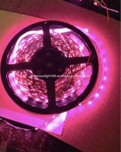 SMD 3528 High Quality LED Strip UK Market