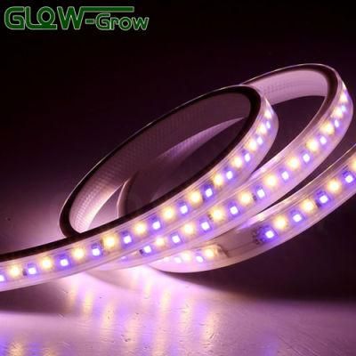 Dual Color 2 Chips LED Strip 2835 IP65 144LEDs/M Strip Light for Hotel Decoration