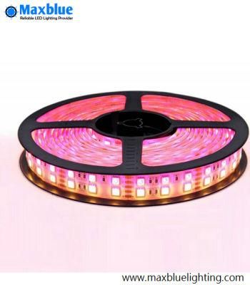 DC12V/DC24V 60LEDs/M 5050 RGBW Rgbww Rgbnw LED Strip Light