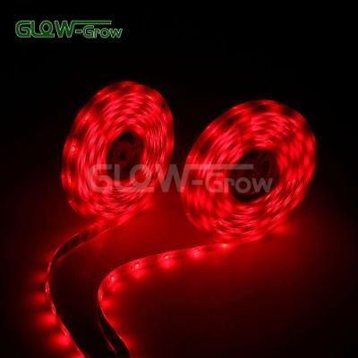 5050 RGB CCT White Warm White 10 Colors in 1 LED Strip Light with Remote Controller