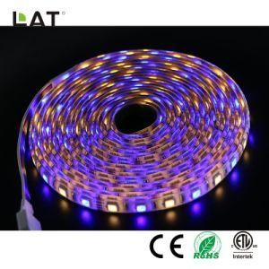 DC24V 1m IP20 Smart WiFi SMD 5050 Rgbww 30/60/120LEDs Flexible LED Strip Light Work with Echo Enable Alexa Voice