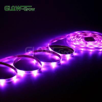 Home Decoration Use RGBW Strip Light with 30+30 LED Qty/M
