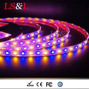 High Quality 5050 RGB+Amber DC12/24V LED Strip Light with RoHS &amp; Ce