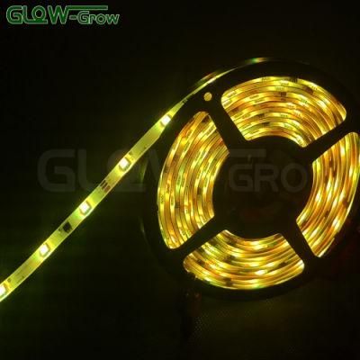 Project Use 12V RGB White LED Strip Light for Party Decoration