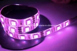 Hot SMD 5050 LED Strip in New Zealand