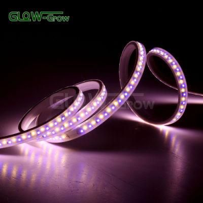 230V SMD 2835 IP65 Waterproof Dual Color LED Strip Light for Home Decoration