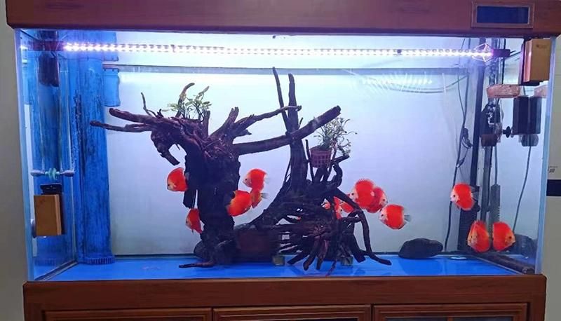 25W LED Lighting Decoration Submersible Underwater Use with Timer