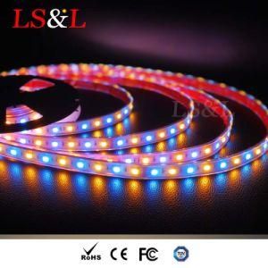 DC12 LED Lighting RGB+Amber Strips with Ce &RoHS