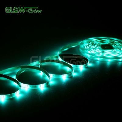 CE Approval 5.0W/M RGBW Strip Light with 24 Keys Remote Controller