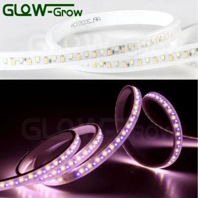 SMD2835 LED Light Strip LED Tape Light LED Strip for LED Linear