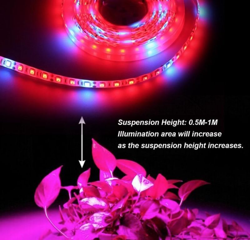 Popular 12/ 24V 8mm Strip Light SMD3014 2700-7000K Flexible LED Strip Waterproof